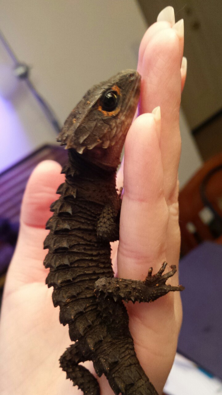 sleeved:  faithbeforefear:  Little baby!   its a dragon