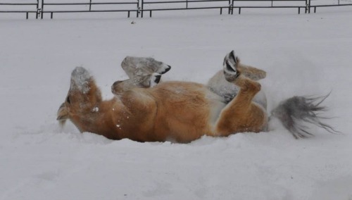 lifewithanorwegianfjord:  fjords in the snow are the cutest fucking thing 