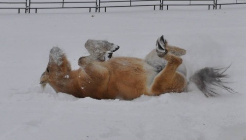 lifewithanorwegianfjord:  fjords in the snow porn pictures