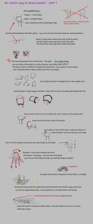 anatomicalart:  by nosoart 