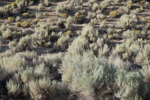 Lone Pine Campground in Inyo National Forest