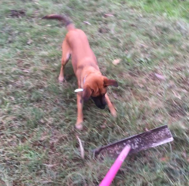 a brown dog play bowing at a pink metal tube with a flat sheet of grey metal on the end 