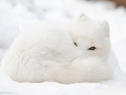 everythingfox: Weird looking snowball..Photo by Mark Dumont