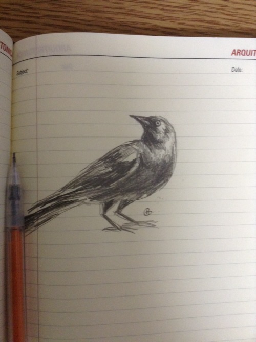 Grackles Grackles Grackles
