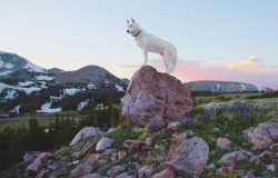 johnandwolf:  Medicine Bow National Forest / 2013Miss having this as a backyard.