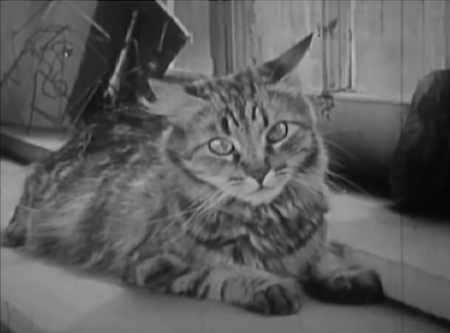 zoubazou:The Private Life of a Cat is an experimental short film by Alexander Hammid and Maya Deren 