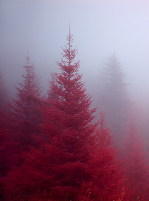 nobodyrankxv: optimalist: Fog in the Firs Ohh shit.. This is fantastic !!