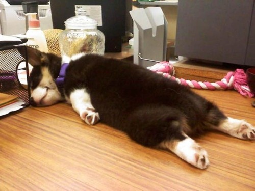 quotes-and-gifs:  babyanimalposts:  current mood  baby animal posts daily