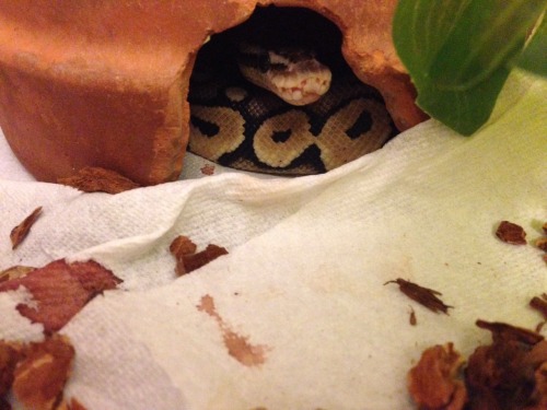 snakey-tails:Who’s that noot, pokin’ her snoot?