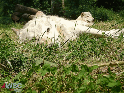 Summer has returned to Ernstbrunn and our wolves have switched...