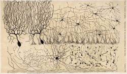 neurosciencestuff: (Image caption:  Drawing of the cells of the chick cerebellum by Santiago Ramón y Cajal,  from “Estructura de los centros nerviosos de las aves,” Madrid, circa  1905) Butterflies of the Soul Modern neuroscience, for all its complexity,
