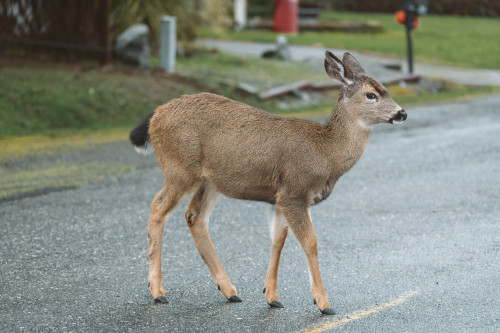 millivedder:Port Townsend, February 2021