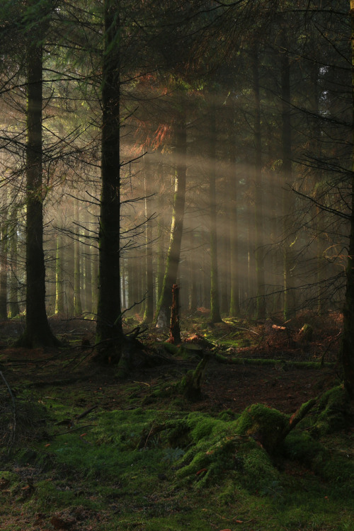lori-rocks: Forest Stump & Light Rays, Exmoor, Somerset, UK - (by EmPhoto.)
