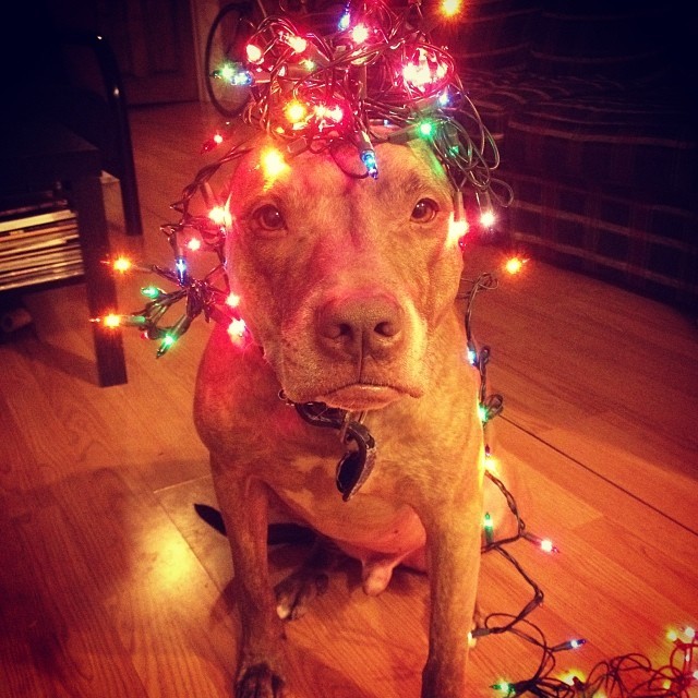 stuffonscoutshead:  #stuffonscoutshead - it’s beginning to feel a lot like the