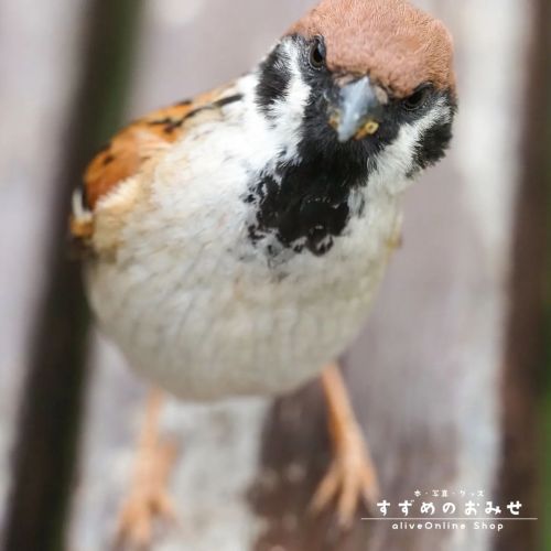 公園であそぼ#ちゅん活 #スズメ #sparrow #写真 #photo #photography #癒やし #healing#cutebird #instagramjapan #birdlo