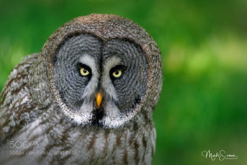 Great grey owl portrait by markoerman
