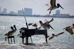 blurds: To the person who sent an anonymous message to my other blog cryptically asking if I’d seen the photo with the pelicans and the piano - there’s no way to be sure, but I think I have, now 