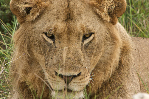 funnywildlife: Lion by robincd123 on Flickr.Ishasha Lion, Queen Elizabeth National Park #VisitUganda