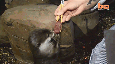 grand-theft-otters:huffingtonpost:These Sushi-Eating Otters Have Their Own Chef. Be Jealous.Everyone