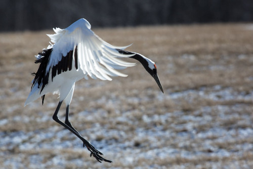 A Red-Crowned Crane (Grus japonensis) coming in to land at Tsuri Ito Tancho Crane Sanctuary, Hokkaid