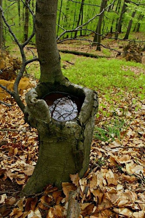 misterlemonzafterlife:  henk-heijmans:Spectacular pool of water in a tree trunk - by Lucian Mares, Romanian https://MisterLemonzAfterlife.tumblr.com/archive