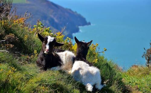 babygoatsandfriends:The Lynton Goats