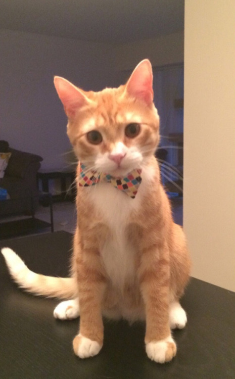 disgustinganimals:  tastefullyoffensive:  “He finally grew into his bow tie.” -taylor1021  But did he finally get a job? Then what’s the point of the bowtie? 