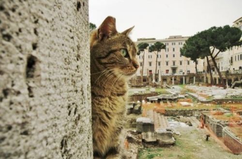 catsbeaversandducks:  Roman Cats Turn A Historic adult photos