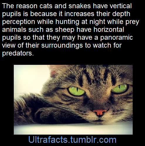 ultrafacts:  Source Follow Ultrafacts for more facts 