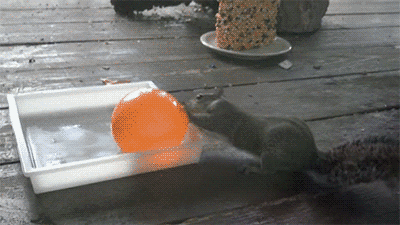 fruitcrocs:  giving your first blowjob like  