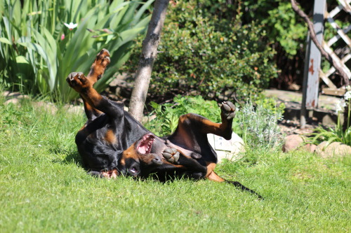 Kalle 15 weeks old und seine kleine Rottweilerfreundin Erna (Leotie vom Wildwechsel)