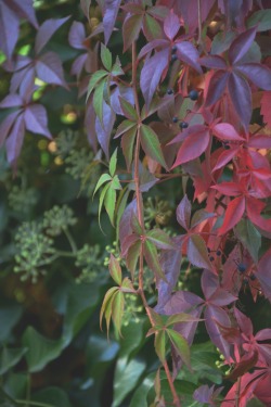 bluemchenfotografin:Colours of Autumn