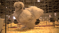 wiccanthropy:   Fluffy Chicken Day 2013  It seems like just an hour ago we helped
