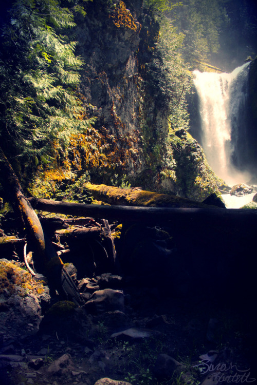 brutalgeneration:  Falls Creek Falls, Skamania County, Washington (by Little Lioness) 