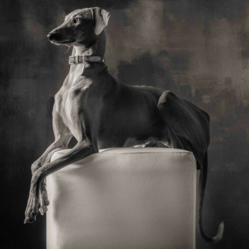 morbidesque:The stunning animal photography of Paul Croes.