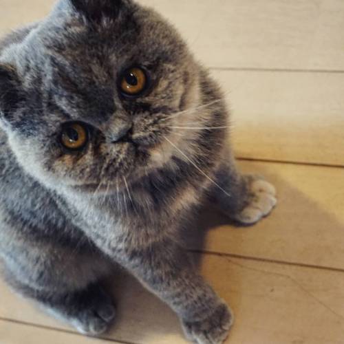 fujiwarasan: #cat #nunnun #exoticshorthair ぬんぬん（猫）が家に来て二ヶ月半。 いくつかの発見を書き留めておきます。 顔を洗うのが上手になったこと わりと奥ゆ