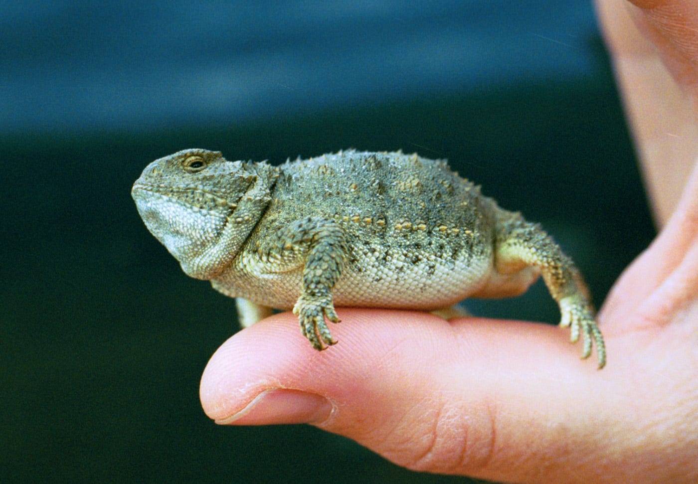 shinolavolume1:shinolavolume1:my worthless chode lizard 