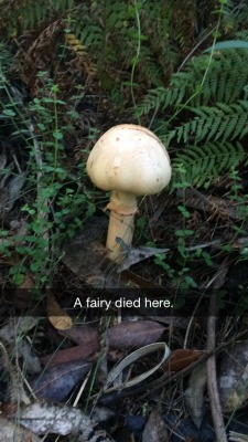 ichthyologist:  Mushrooms are fairy graves :(((