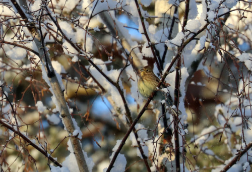 Yellowhammer/gulsparv (Emberiza citrinella).