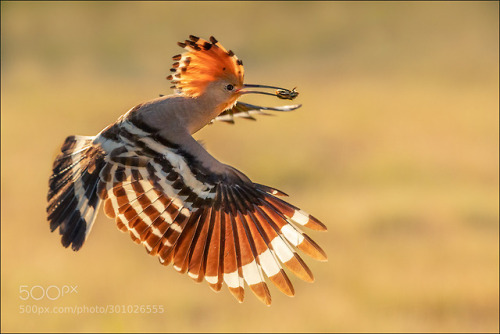 Hoopoe by info373