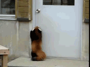 awwww-cute:  Cheer up guys, here’s a red panda (Source: https://i.imgur.com/Zietklo.gif?noredirect)