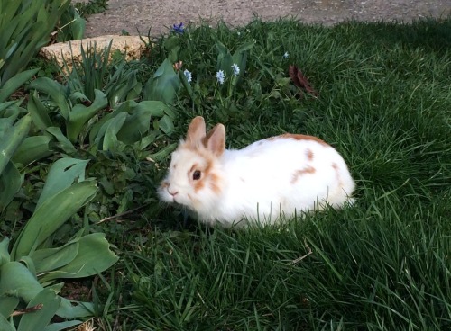 sparklingsunsetkiss: Our bunny “Schnuff” :)