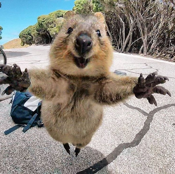 wtbw:  (via It’s Impossible to be Grumpy After You See These Quokka Pics - Neatorama)