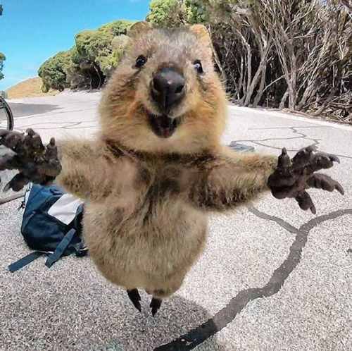 wtbw:  (via It’s Impossible to be Grumpy After You See These Quokka Pics - Neatorama) 