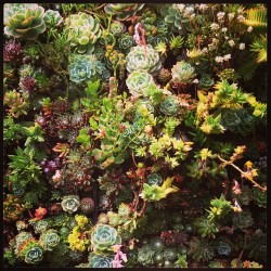 nickelsonwooster:  Succulents.  (at Flora