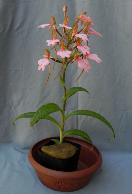 orquidofilia: Habenaria rhodocheila. By Brian.