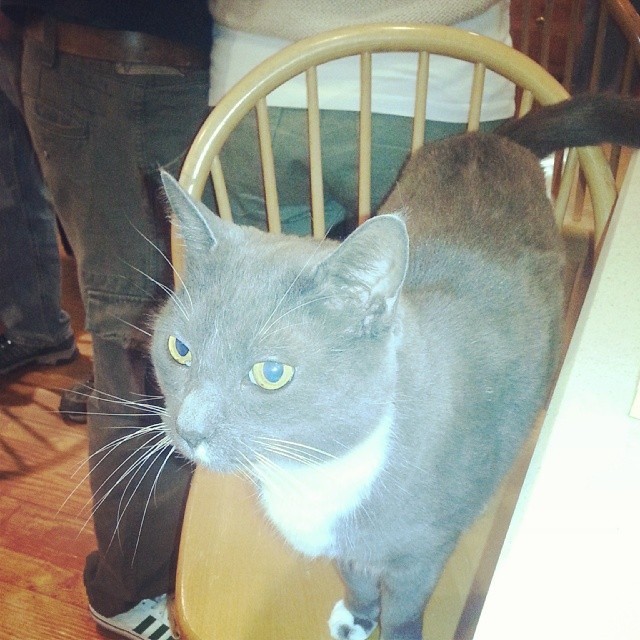 Pawzie Bear