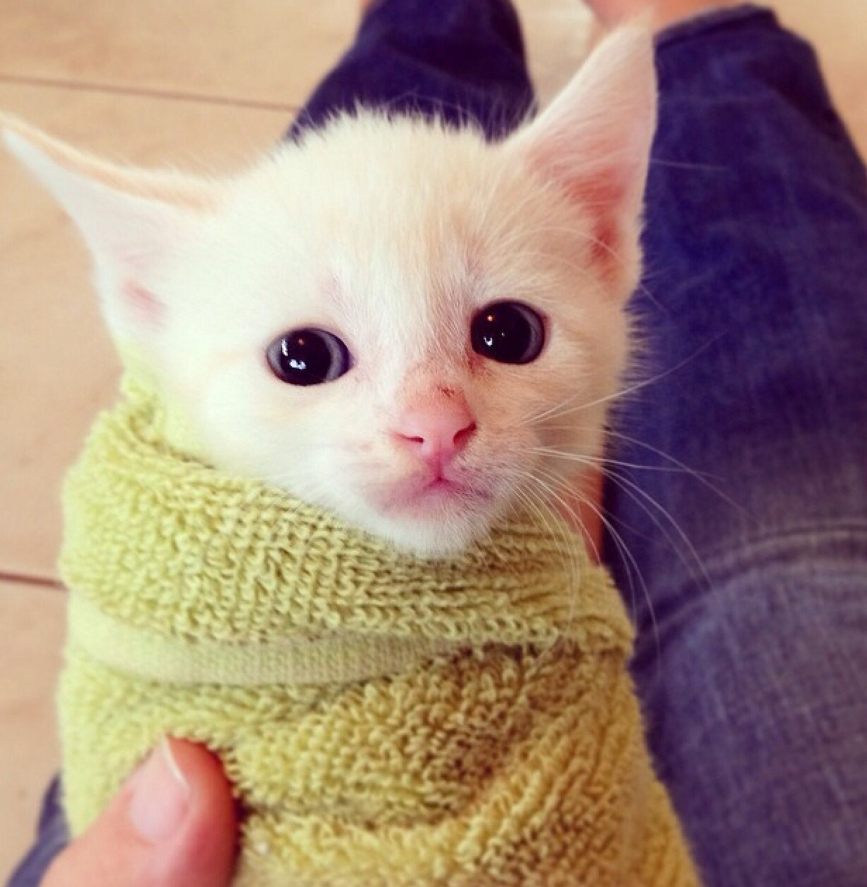 Would you like a Purrito?
Via Instazine21