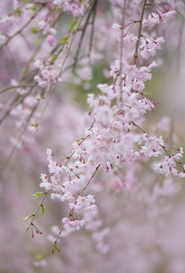 Porn photo gdmtblr:The Breath of SpringWeeping cherry