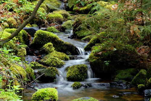 Creek in the forest by niks9946 on Flickr.